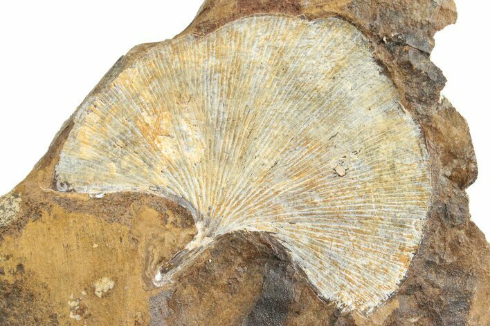 Fossil Ginkgo Leaf From North Dakota - Paleocene #236636